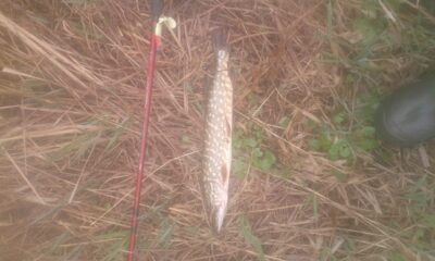 Northern Pike — Šventoji