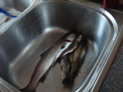 Brown Trout, 0.5 kg