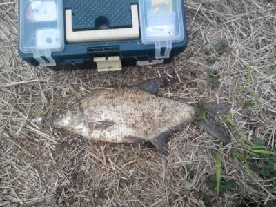 Carp bream, 1.8 kg — Neris River