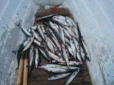 Mackerel