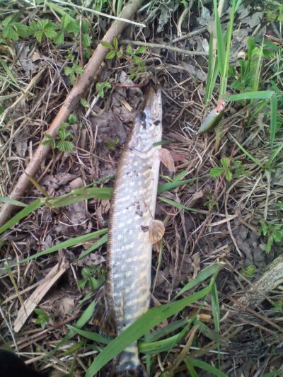 Northern Pike — Neman River