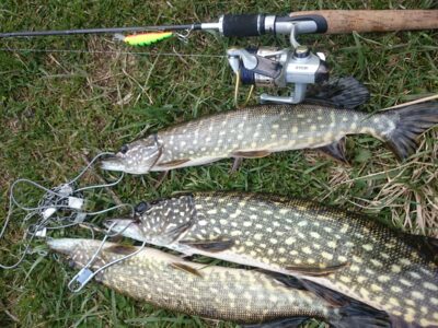 Northern Pike ×3