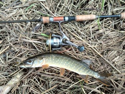 Northern Pike ×2 — Neman River