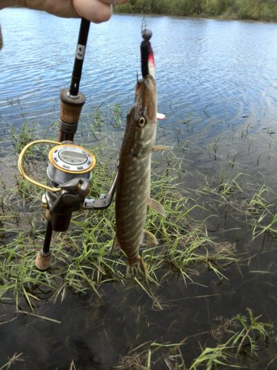 Northern Pike ×3 — Neman River