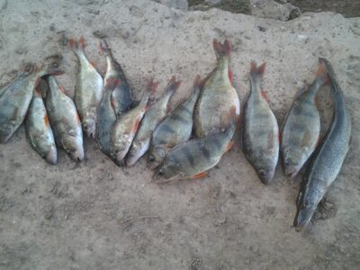 Eurasian perch ×14