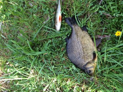 Crucian carp — Šatijų