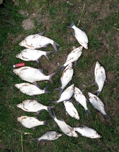 Carp bream ×17 — Pakumulšių I-asis