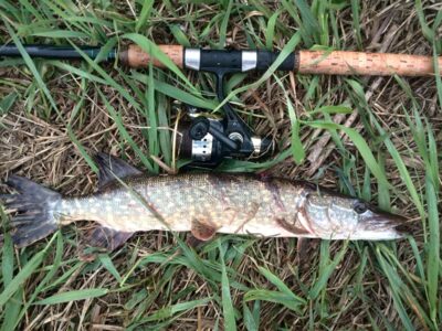 Northern Pike ×2 — Neman River