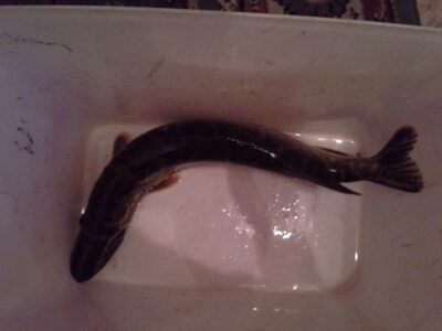 Northern Pike