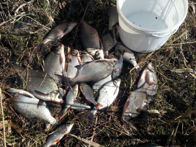 Carp bream