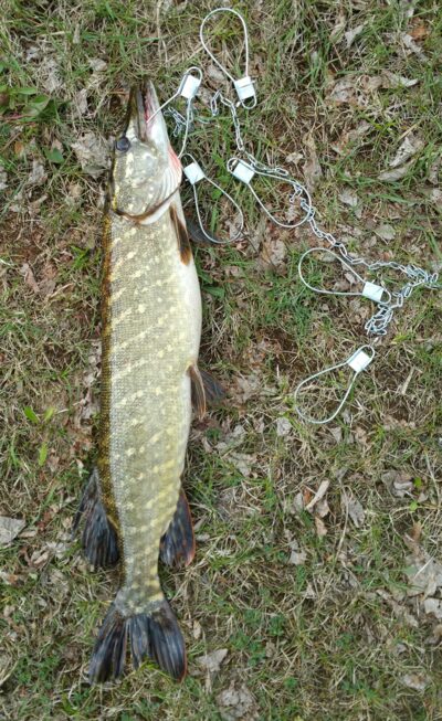 Northern Pike, 2.6 kg — Aukštadvario HE
