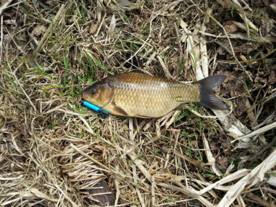 Crucian carp, 1.2 kg