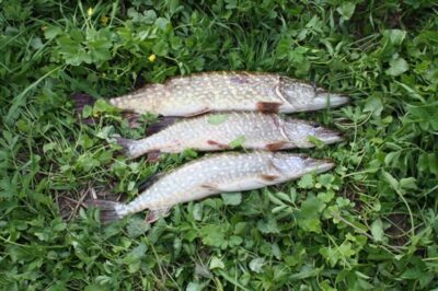 Northern Pike ×3 — Elmininkų