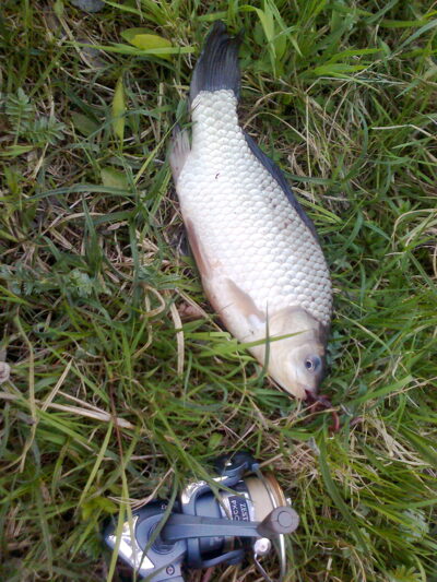 Prussian carp — Neman River