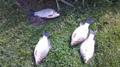 Prussian carp ×4 — Pailių