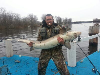 Beluga, 50.0 kg