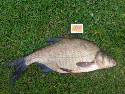 Carp bream, 1.4 kg — Ygla
