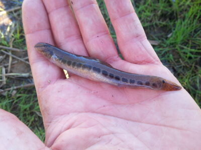 Spined loach — Pikeliškiai