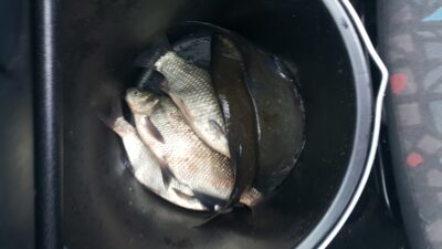 Carp bream ×5