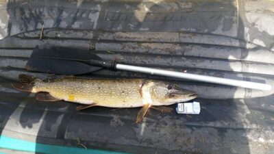 Northern Pike, 5.0 kg