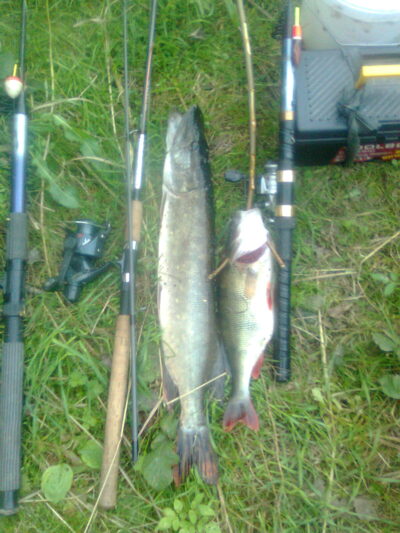 Northern Pike
