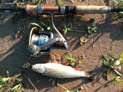 chub — Neman River