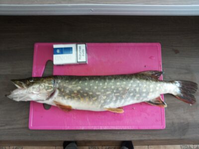 Northern Pike, 1.2 kg — Neris River
