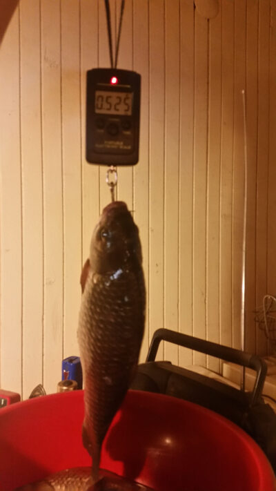 Crucian carp, 0.5 kg — Neman River