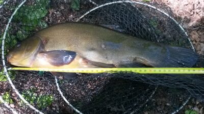 Tench