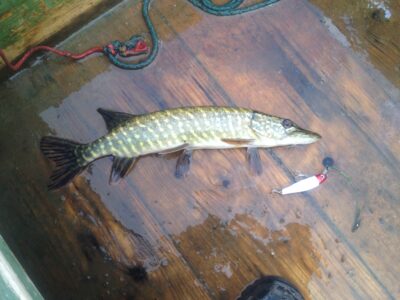 Northern Pike — Viekšnalių