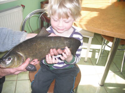 Tench, 1.5 kg