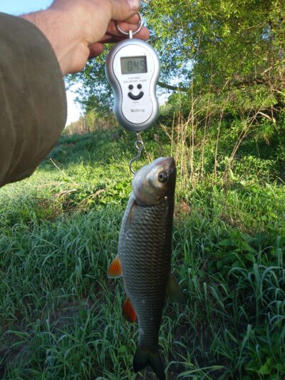 chub ×3 — Nevėžis