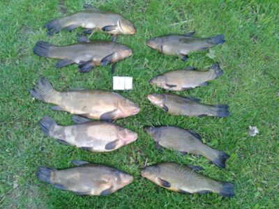 Tench ×10 — Šventosios