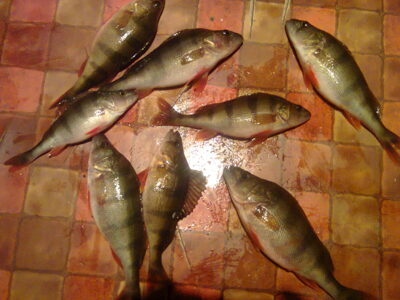 Eurasian perch ×8 — Lake Albert