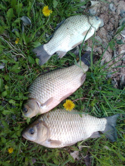 Prussian carp ×3 — Neman River