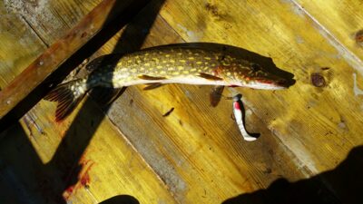 Northern Pike — Galuonai