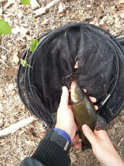Tench — Kryžiškių