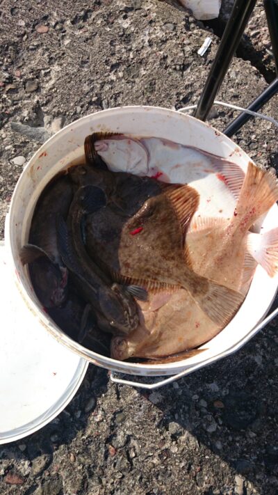 European plaice