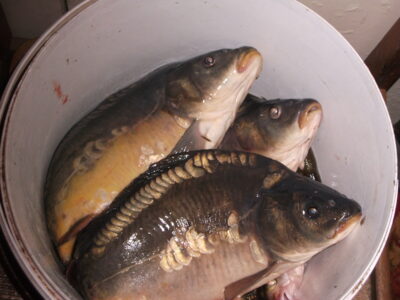 Carp ×3