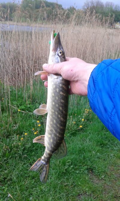 Northern Pike — Talkša