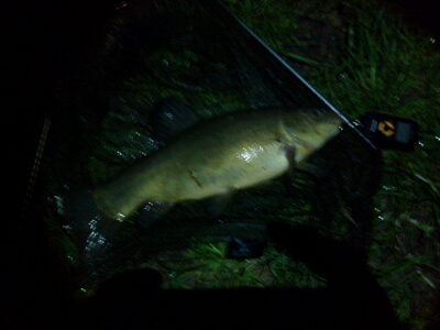 Tench, 1.6 kg — Laukžemių