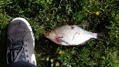 Silver Bream — Neman River