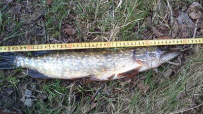 Northern Pike — Glaudžių