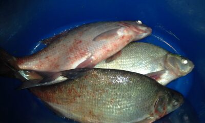 Carp bream ×3