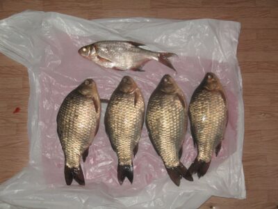 Crucian carp — Ašmintos