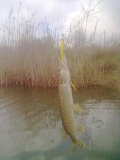 Northern Pike