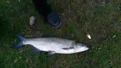 Asp, 2.2 kg — Neman River