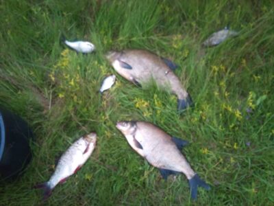 Carp bream, 2.5 kg — Neman River