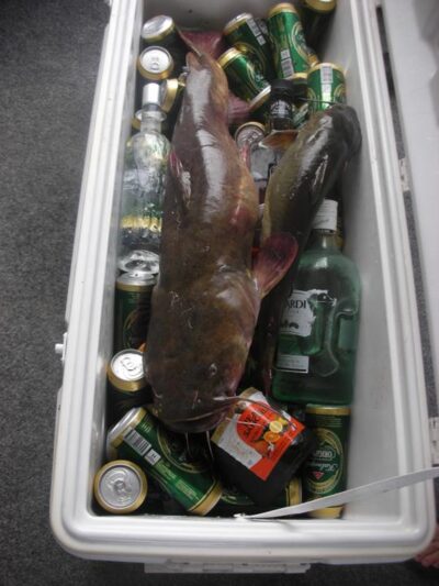 Wels catfish