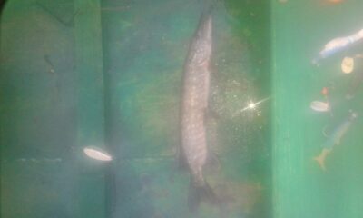 Northern Pike — Šventoji